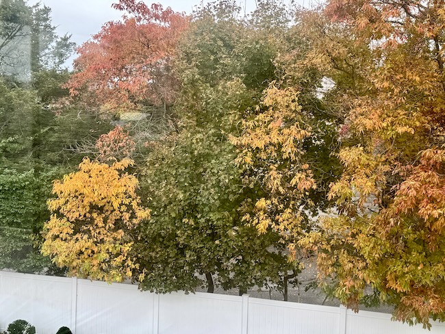 Eastern Long Island Peak Foliage Fall 2025 detail 2